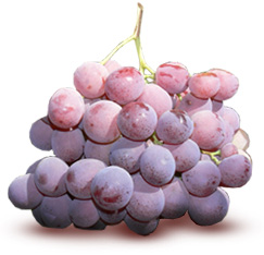 Fresquet - uvas